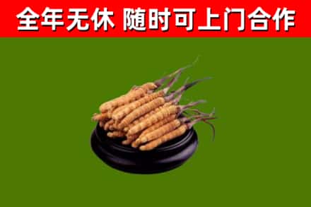 沅江烟酒回收冬虫夏草.jpg